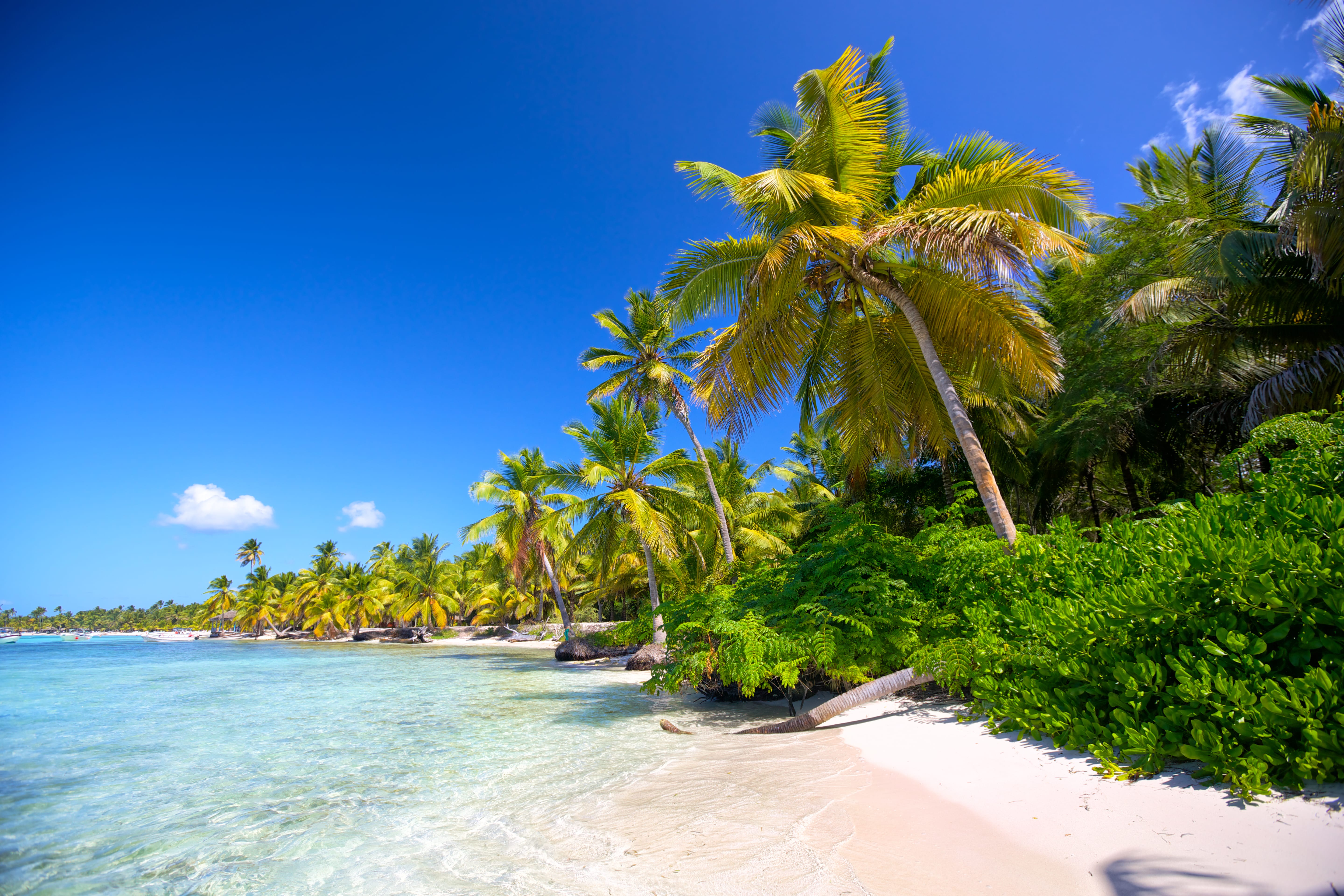 Turquoise Caribbean beach lined with palm trees